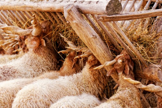 many goats with horn eating on the farm 