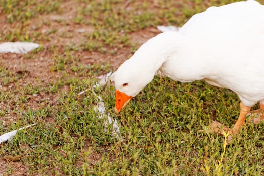 White geese with blue eyes, in farm