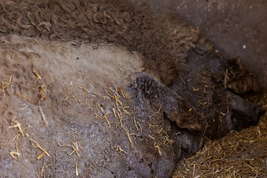 Grey mangalitsa pigs lie on the ground