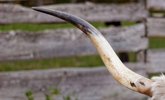 Ruminant Hungarian gray cattle's huge gray white horn