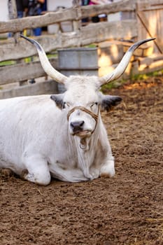 Ruminant Hungarian gray cattle bull in the corral