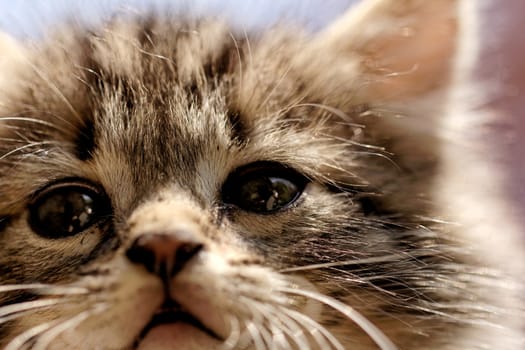 close up on a kittens face portrait