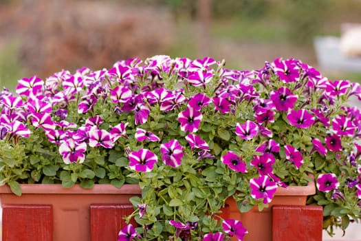 the purple white petunia, on balkony box