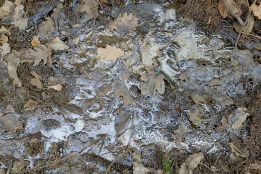 oil pollution on forest land