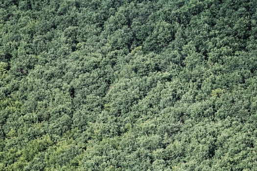 aerial view of a huge green forest