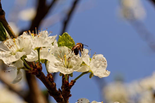 blossom tree with a bee pollination