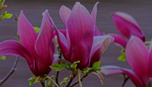 Spring Blossoms of a Magnolia tree