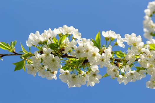 beautyful blossom cherry tree