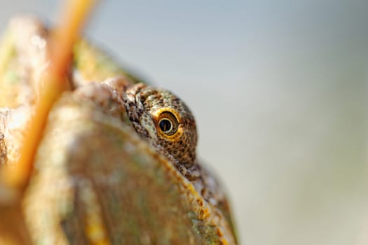 Chameleon on the leaf (Chamaeleo calyptratus)