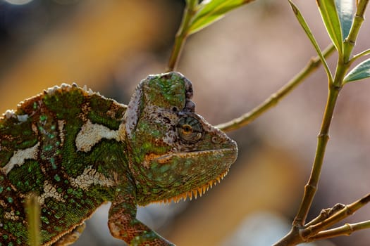 Chameleon on the leaf (Chamaeleo calyptratus)