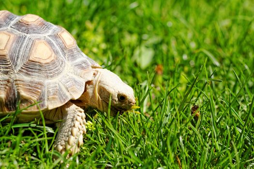 African Spurred Tortoise (Geochelone sulcata) in the garden