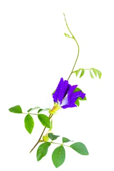 Butterfly pea flower with leaves on white background