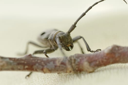 Macro portrait of the Capricorn Beetle on desk