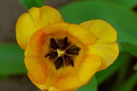 close up of yellow tulips with yellow edges on green background