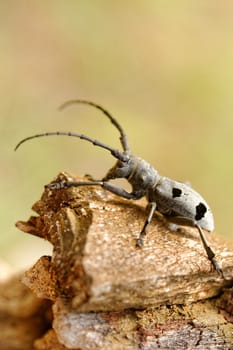 Macro portrait of the Capricorn Beetle in the nature