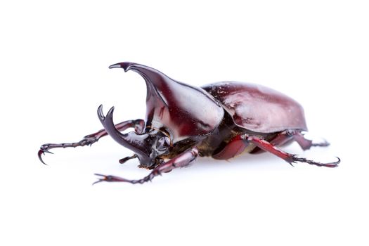 Male Rhinoceros beetle on white background