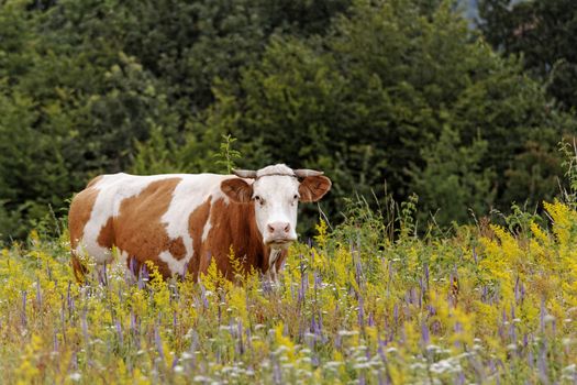 motley cow graze in a field (free range)