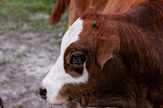 motley cow graze in a field (free range)