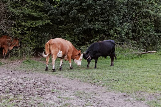 motley cow graze in a field (free range)