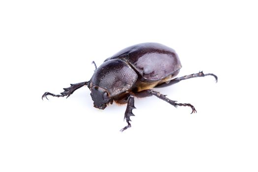 Female Rhinoceros beetle on white background