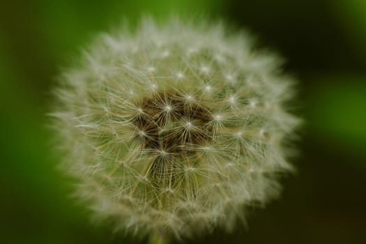 close-up of a dandelion flower