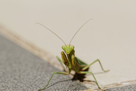 huge green praying Mantis on the floor (Mantodea, mantises, mantes)