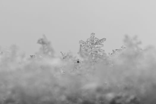 beauty white snowflake crystals on dark background