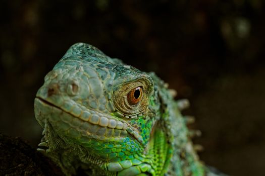 portrait about a green iguana on the tree