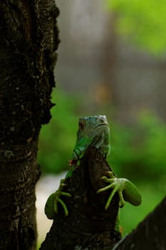 portrait about a green iguana on the tree