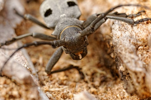 Macro portrait of the Capricorn Beetle in the nature