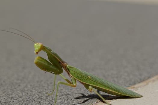 huge green praying Mantis on the floor (Mantodea, mantises, mantes)