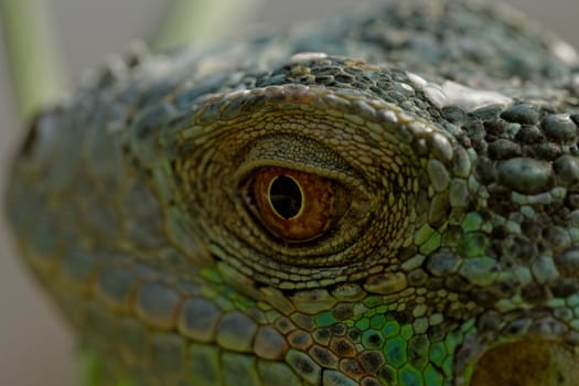 macro of a fantastic green iguana head