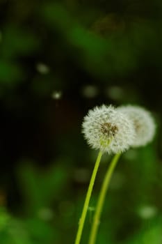 close-up of a dandelion flower