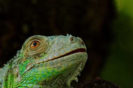 portrait about a green iguana on the tree