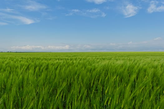 green wheat field under the blue cloudy sky