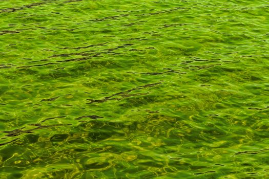 poison green abstract background of wavy water surface