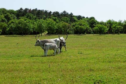 Ruminant Hungarian gray cattle bull on grass