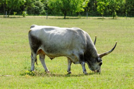 Ruminant Hungarian gray cattle bull on grass