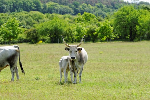 Ruminant Hungarian gray cattle bull on grass