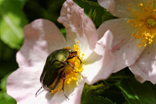 close up about copper flower beetle on flower (Protaetia fieberi)