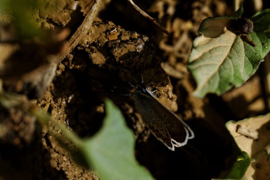 The Silver-studded Blue (Plebejus argus) is a butterfly in the family Lycaenidae