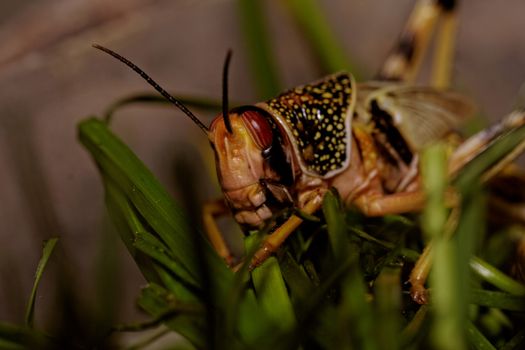 one locust eating the grass in the nature