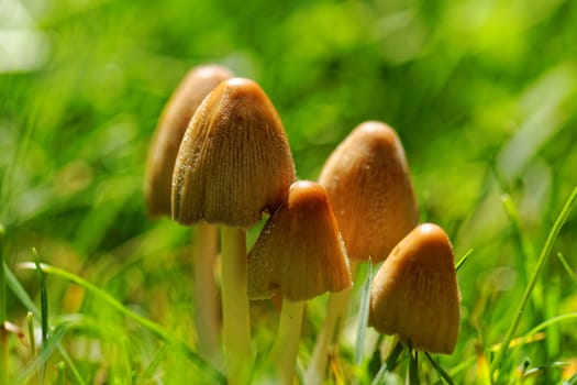 Mushroom growing in the grass