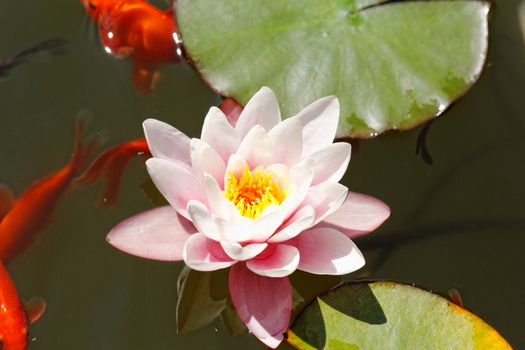 pink water lily in the lake with goldfish