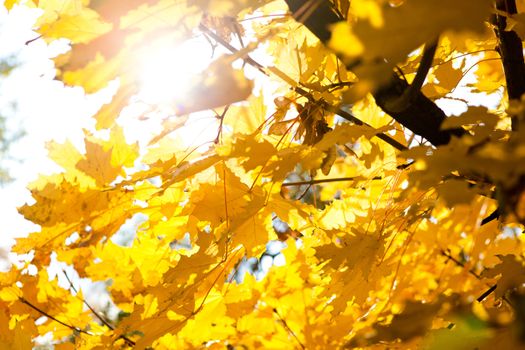 bright sun and autumn leaves