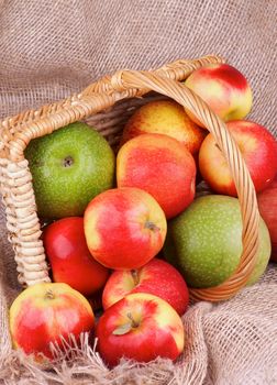Arrangement of Various Ripe Autumn Apples Scattered Out  Wicker Basket on Sack cloth background 