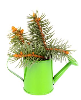 Bunch of Beautiful Spruce Branch in Green Watering-can isolated on white background