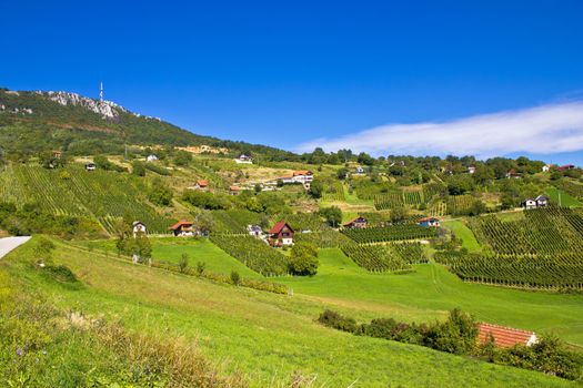 Vineyards on Kalnik mountain slopes, Prigorje, Croatia