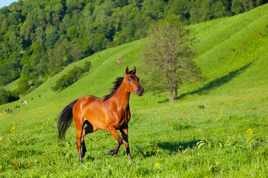 Arab racer runs on a green summer meadow