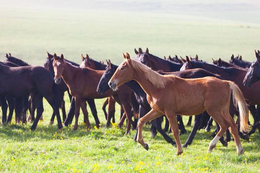 Herd of horses on a summer pasture. Caucasus, Karachay-Cherkessia